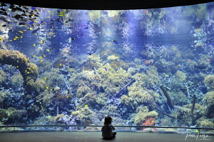 daughter enjoys the Antwerp zoo aquarium by Pieter Firlefyn 